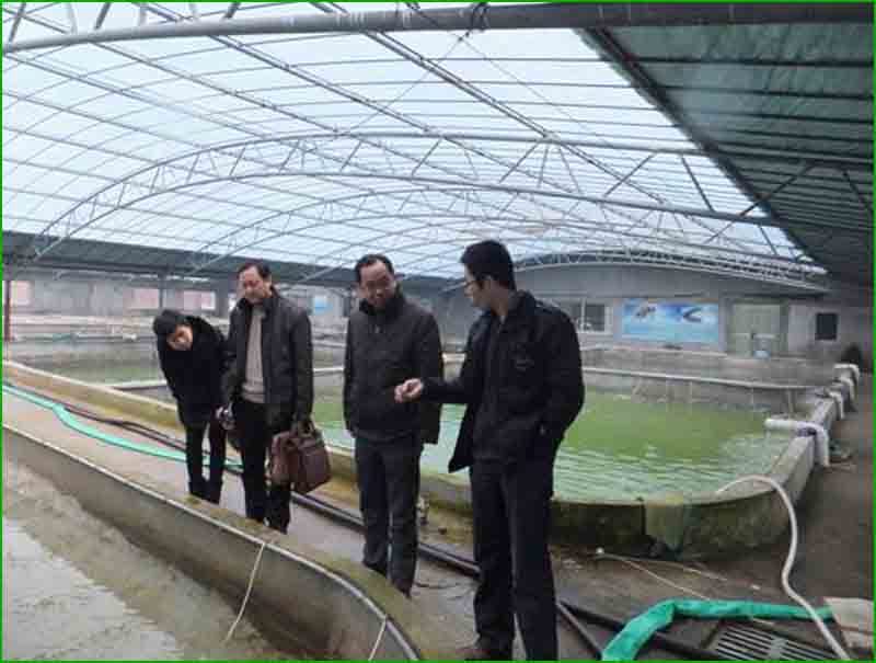 石斑鱼细菌感染用什么药治疗好,石斑鱼常见细菌病图片