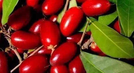 最奇葩的六种水果,你没吃过的十种奇葩水果