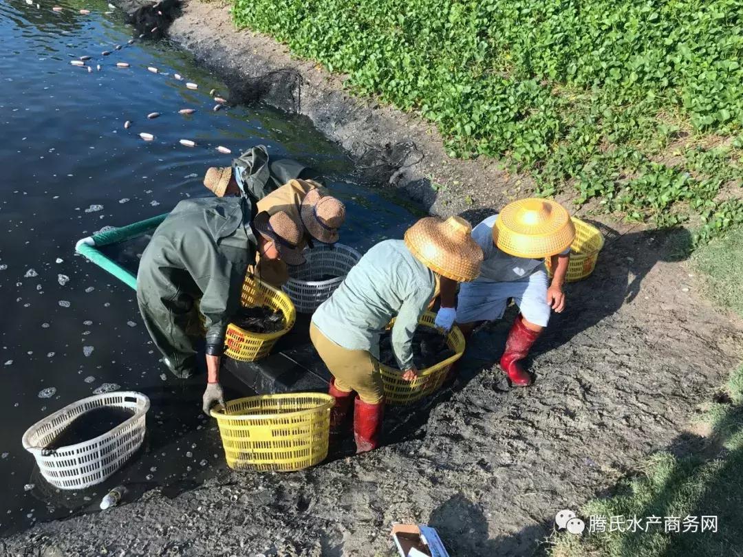 2023年后市石斑鱼走势,石斑鱼后市预测