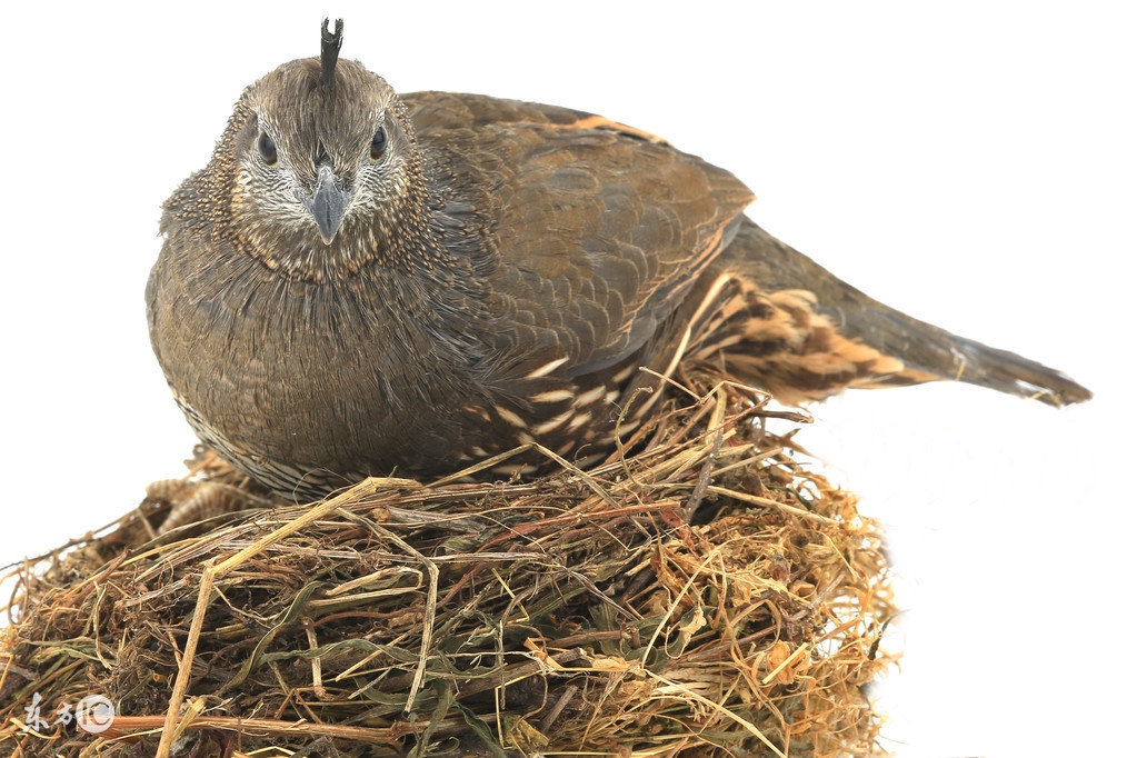 这种不善于飞行的笨鸟！养殖成本低，几种孵化方法，让效益翻倍！