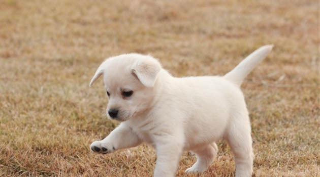 狗年生的宝宝起小名,狗年男女宝宝名字大全