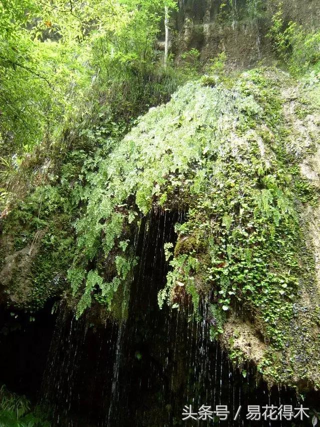 细叶铁线蕨介绍,少女发丝