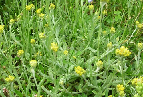 干鼠曲草怎么做清明粿,鼠曲草做的清明粿为什么会变黄色