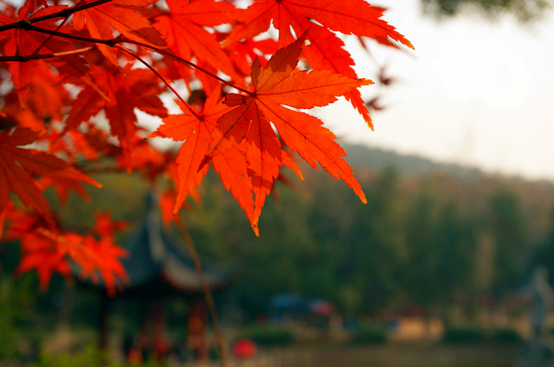 去南京玩要不要去夫子庙,南京五大必游景点夫子庙