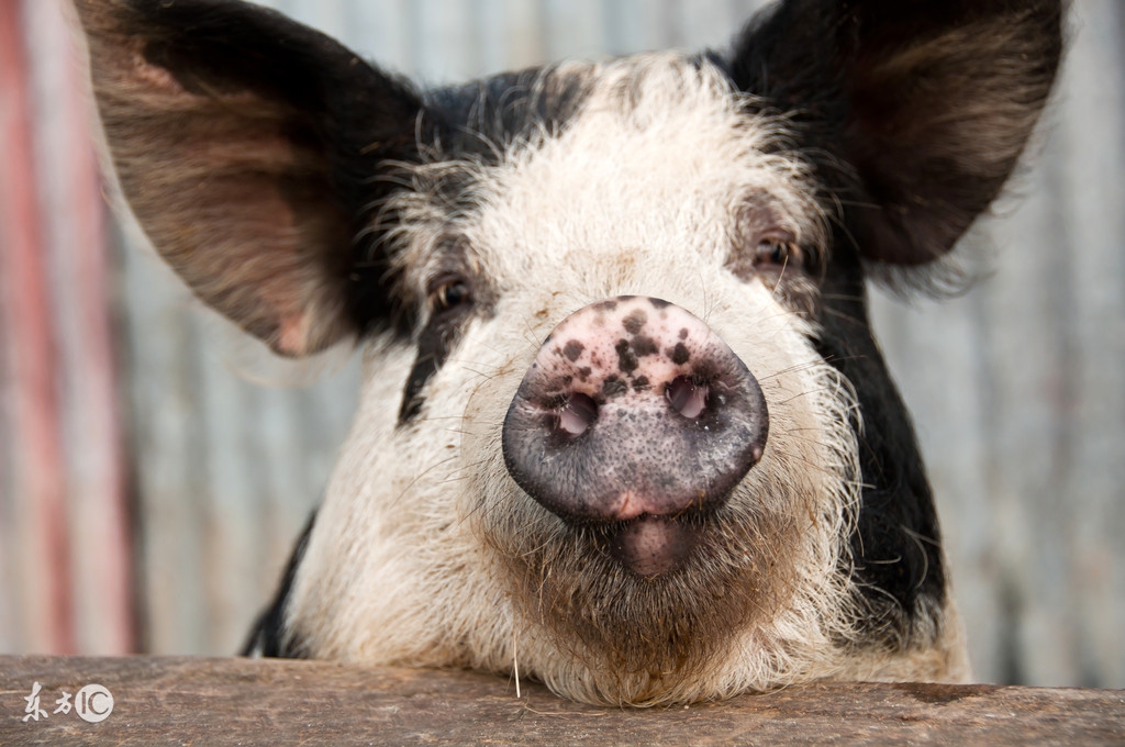 养猪喂饲料加蔬菜,养猪给猪吃面
