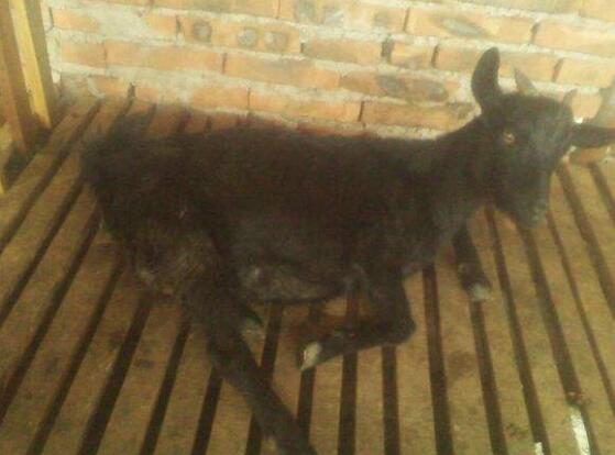 母羊产后如何给难产母羊清洗子宫,母羊难产助产然后母羊不吃不喝