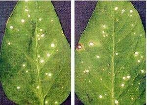 辣椒白星病和褐斑病图片,辣椒白星病与白斑病的区别