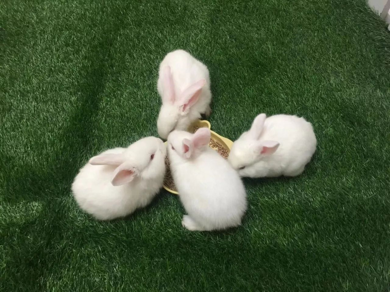 我有兔子你有空吗？来呀，一起喂兔兔呀