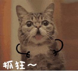 喵咪有虱子剔下来的猫毛怎么处理,喵咪有跳蚤怎么驱虫