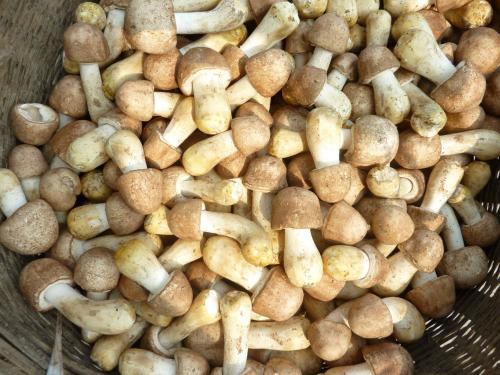 大棚致富新模式,一年创收3万元的农业项目