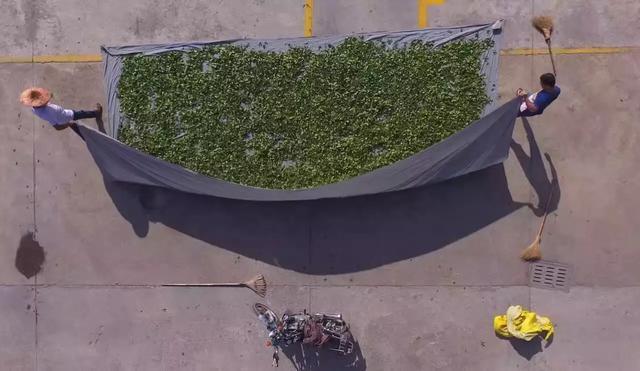 安溪铁观音真的好喝吗,铁观音不好喝为什么那么多人喜欢