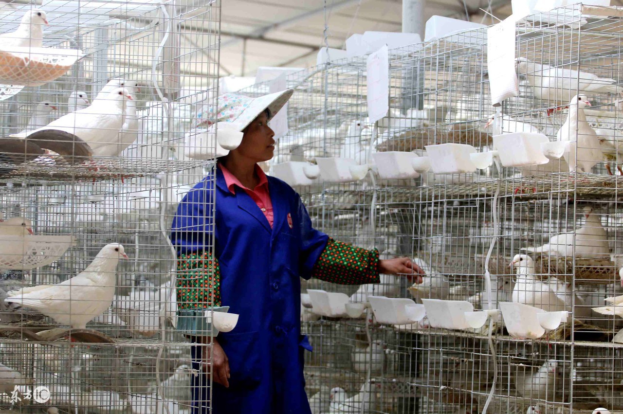 新配对上的鸽子大概多久会下蛋,鸽子配对成功后不下蛋是怎么回事