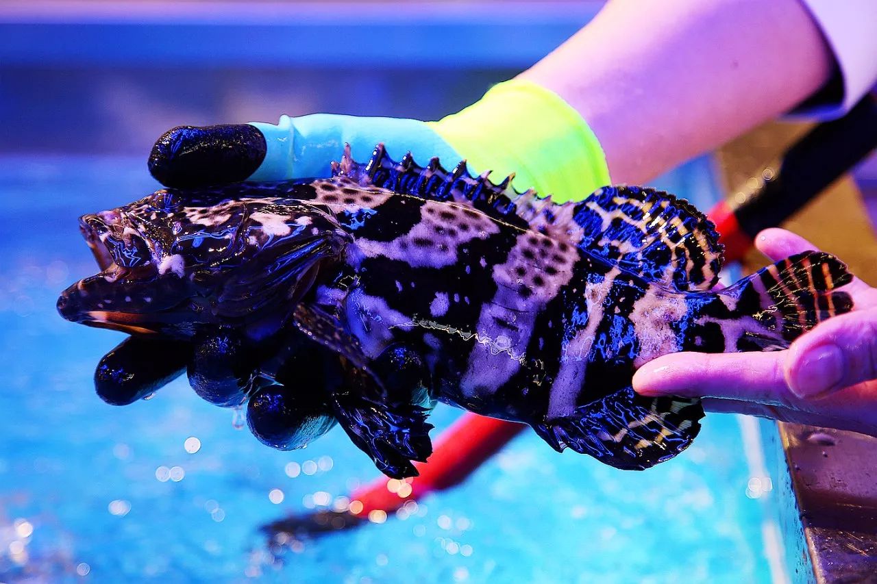 在超市吃海鲜、撸串、喝下午茶……这还是我认识的苏果吗？