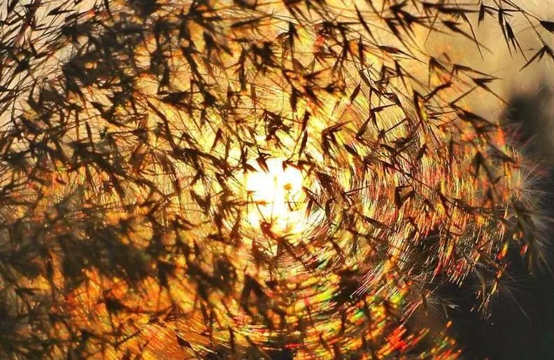 寒气席卷、叶汽成霜……陕西6处大美雾凇奇景上线！