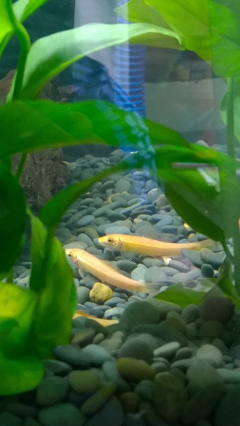 巨头蛋龟饲养环境造景,养龟养鱼生态缸