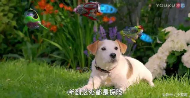 除了《粉红猪小妹》，我还带小蓝莓看这些优质动画片