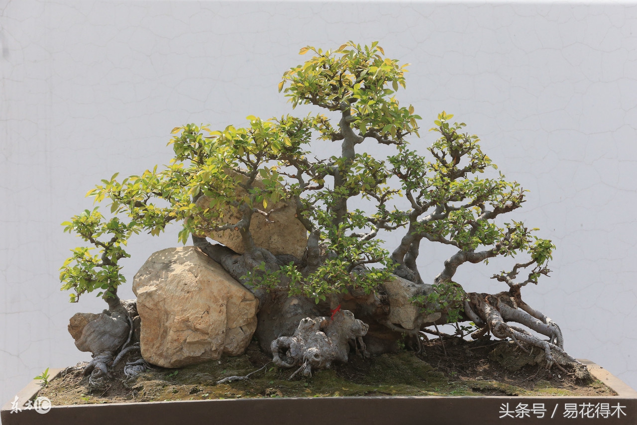 花卉黄叶怎么处理最简单的方法,让花卉快速生长不黄叶的小方法