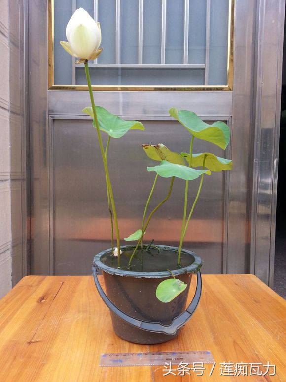 荷花种在桶里再放在缸里,碗莲这种放在碗里就能开花的荷花