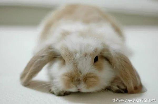 垂耳兔宠物兔造型,垂耳兔和猫猫兔哪个比较好养