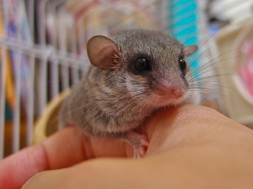 你适合养什么宠物小测试,你知道你自己最合适养什么宠物吗