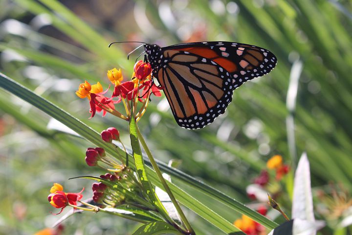 听说每一只蝴蝶都是一朵花的轮回,每一朵蝴蝶都是一朵花的灵魂