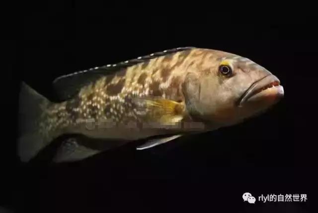 「鱼标本戏说非洲慈鲷」第二章：威严庄重的坦湖酋长——大型炮弹