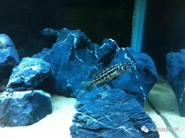 「鱼标本戏说非洲慈鲷」第二章：威严庄重的坦湖酋长——大型炮弹