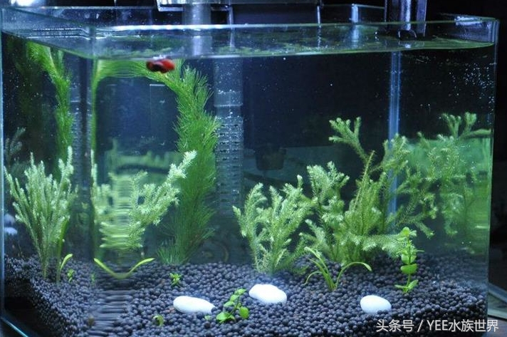 上过滤小鱼缸改造,小鱼缸怎么加装过滤器