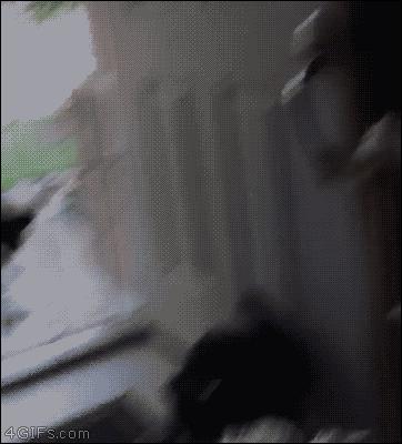 “不反击喵星人的狗不是一只好汪”，来让我们一起为这些勇士鼓掌