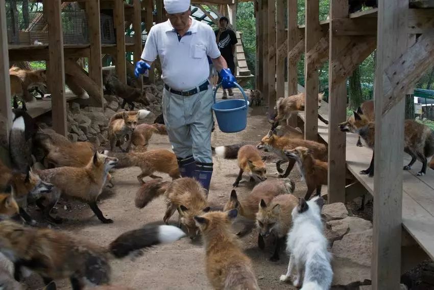 星球·探索｜日本十大萌宠大放送