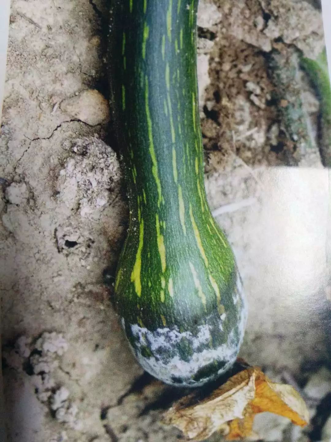 农作物灰霉病怎么防治,作物黑腐病