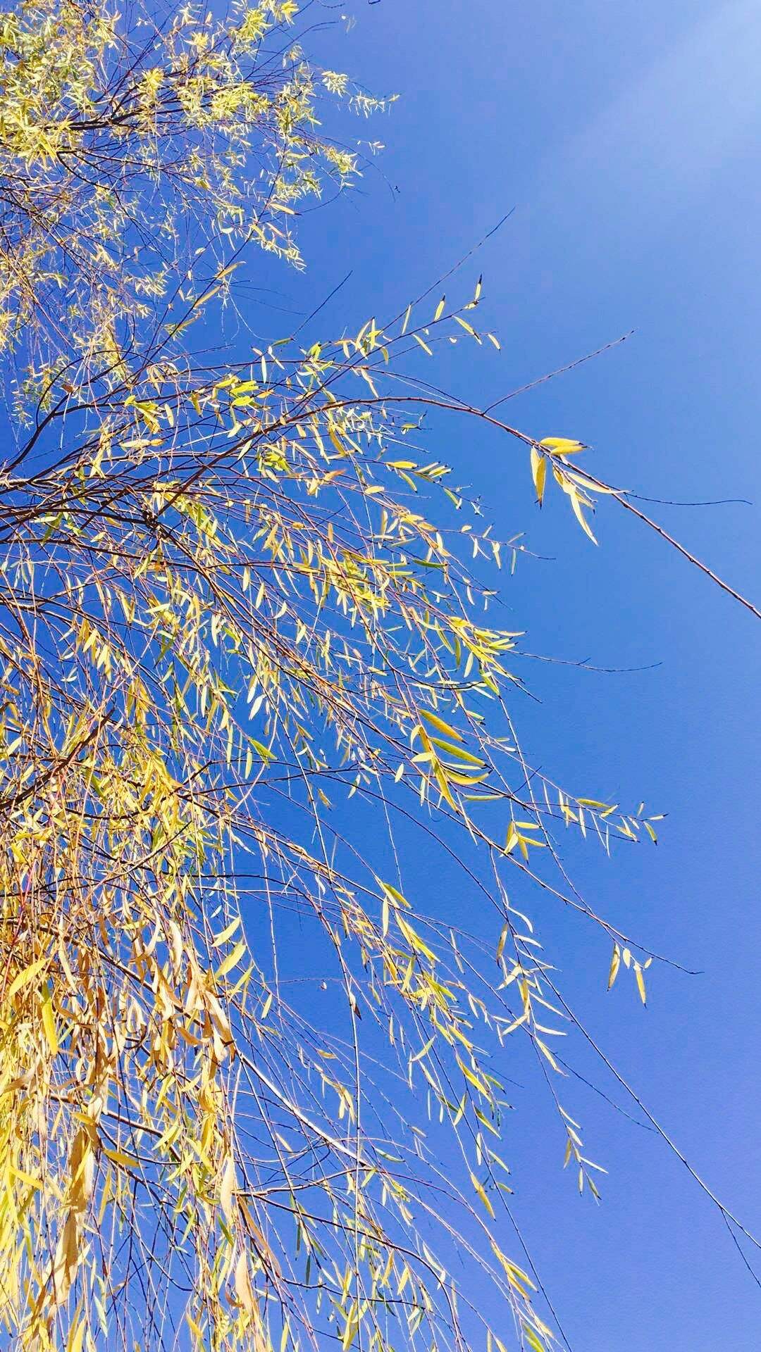 选一款吧！从此攀大就掌握在你手里了！