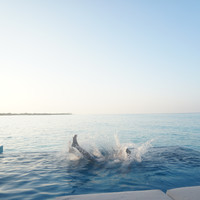 马尔代夫神仙珊瑚岛攻略,马尔代夫神仙珊瑚岛视频