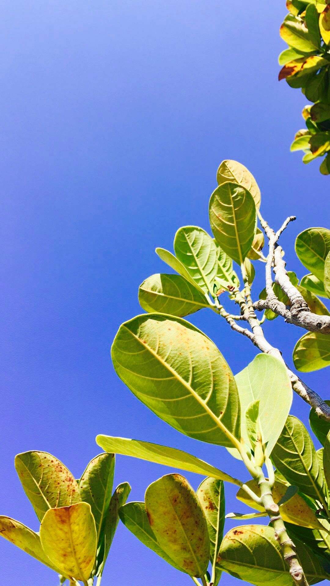 选一款吧！从此攀大就掌握在你手里了！