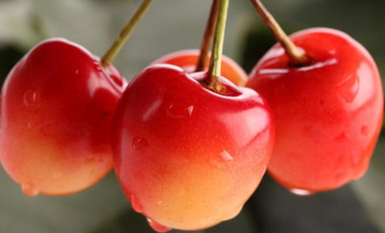 拿好这篇西安采摘樱桃指南,西安白鹿原樱桃采摘