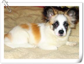 狗狗误吃治疗癫痫的药,如何预防狗狗癫痫发作