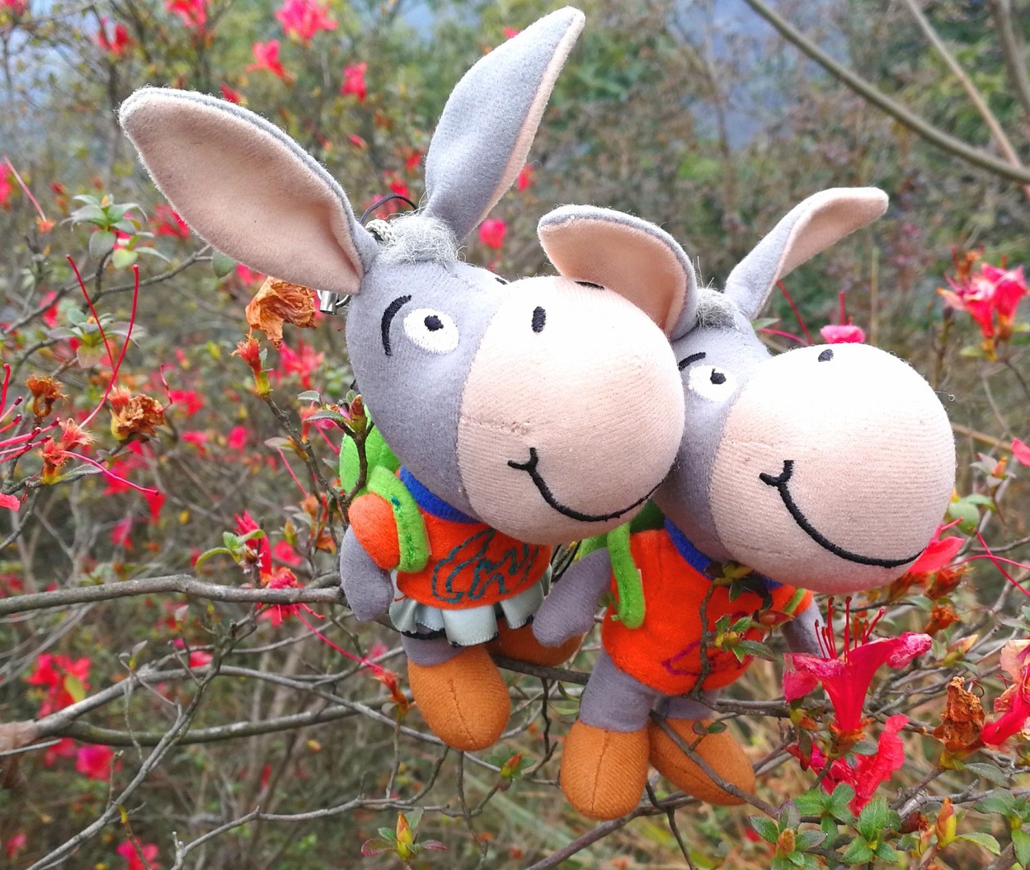 柳州旗山,柳州旗山视频