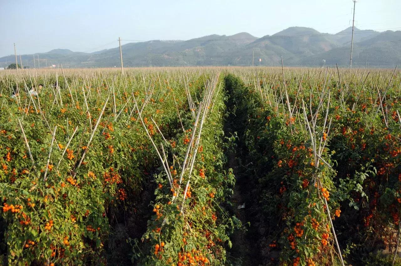 广西百色芒果产业发展方向,百色田东芒果产业集群