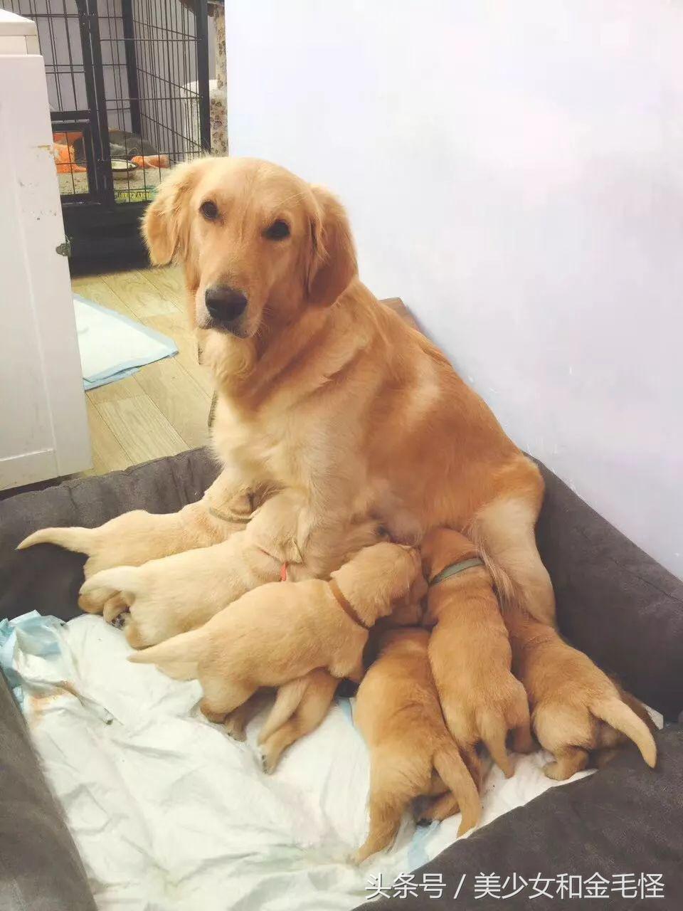 狗妈妈在生产后需要注意哪些,狗第一次分娩前兆