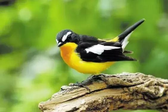 滚雪球的巴菲特,滚雪球效应巴菲特