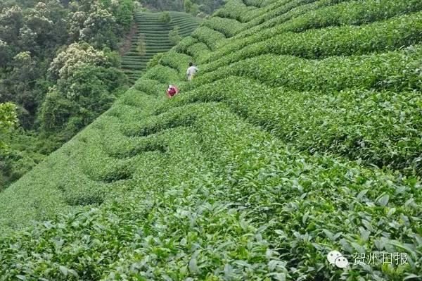 腾飞的昭平！中国最美骑行县，即将诞生！