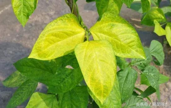 花卉黄叶怎么处理最简单的方法,让花卉快速生长不黄叶的小方法