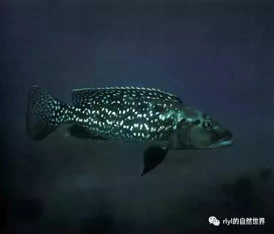 「鱼标本戏说非洲慈鲷」第二章:威严庄重的坦湖酋长——大型炮弹