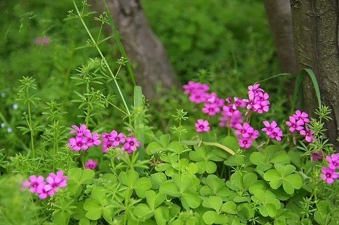 带你看看农村的野花野草,农村常见的野花野草全都认识