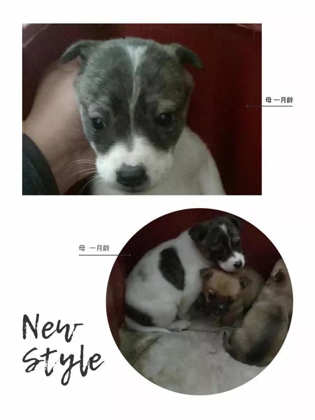 家有一群小精灵,有一群小精灵