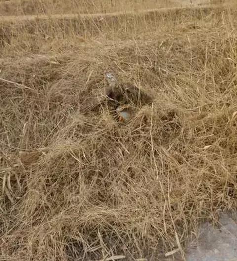 农村大爷养两只红腹锦鸡,农村大爷养五只羊