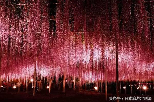 日本浪漫樱花之旅,日本樱花之旅