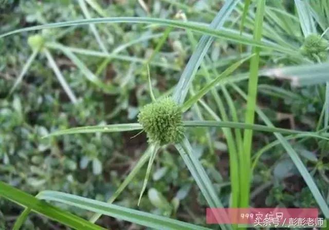 跟师每日一学草药19:香附