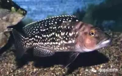 「鱼标本戏说非洲慈鲷」第二章：威严庄重的坦湖酋长——大型炮弹