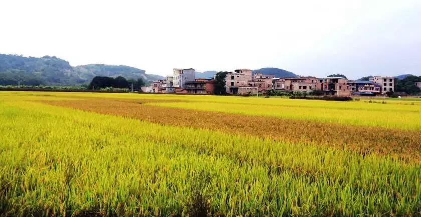 广西百色芒果产业发展方向,百色田东芒果产业集群